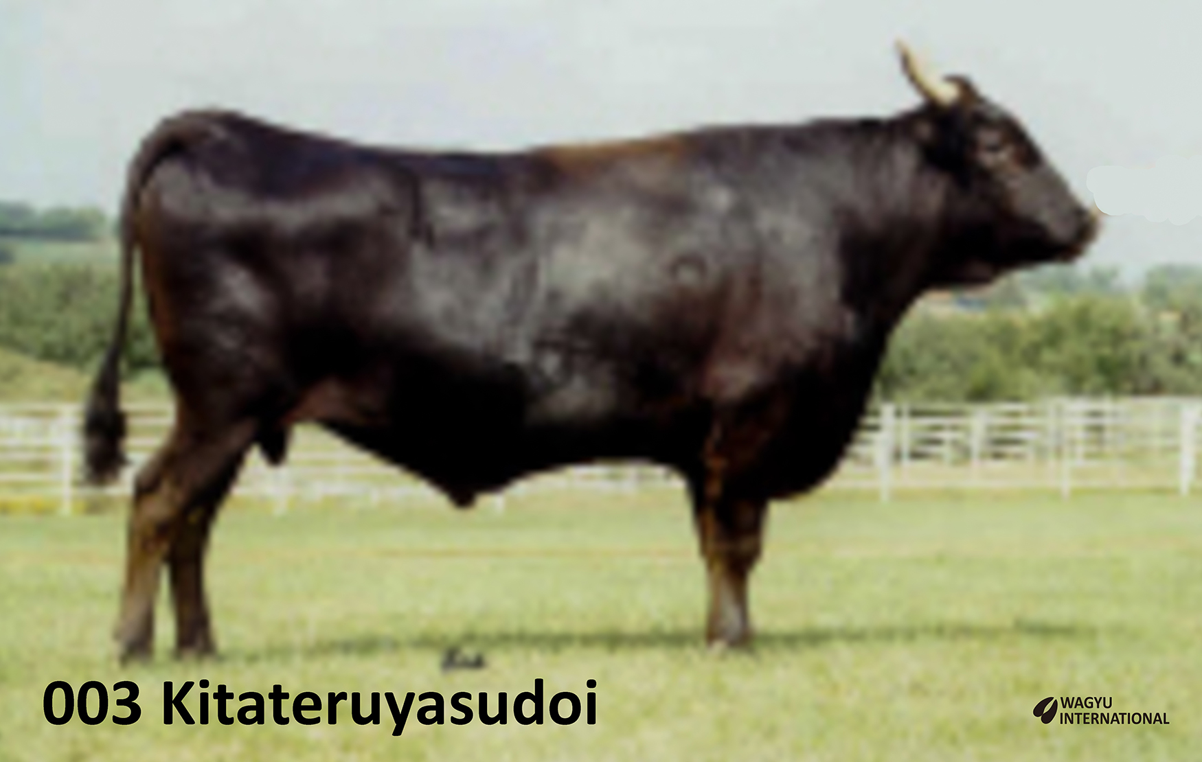 003 Kitateruyasudoi foundation Wagyu bull